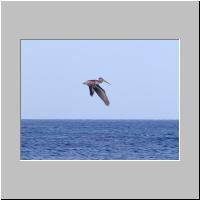 02- Pelican.html